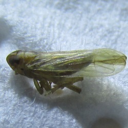 Kelisia confusa